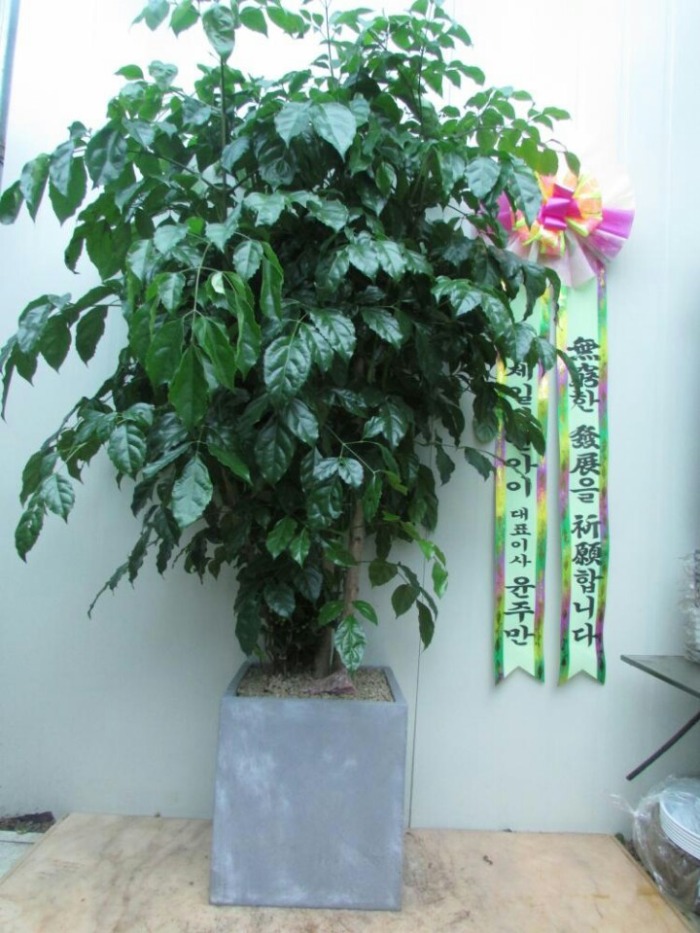 �����Ĺ� ���