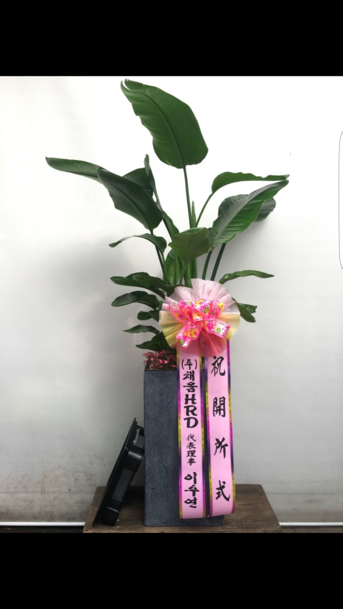 �����Ĺ�