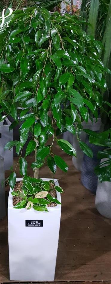 ����Ʈ��