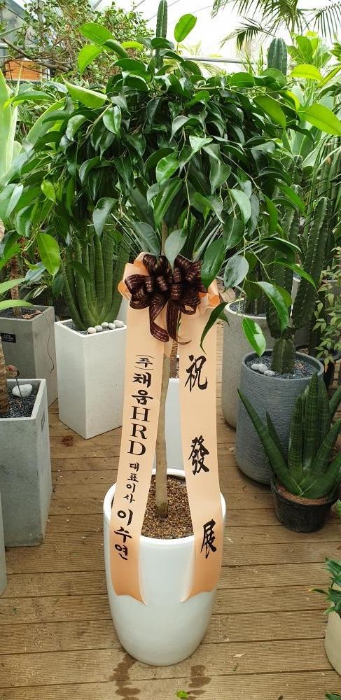 �����Ĺ�