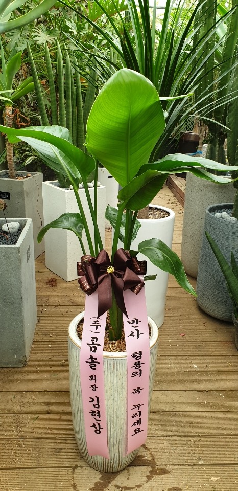 �����Ĺ�