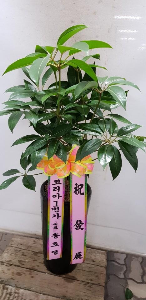 �����Ĺ�