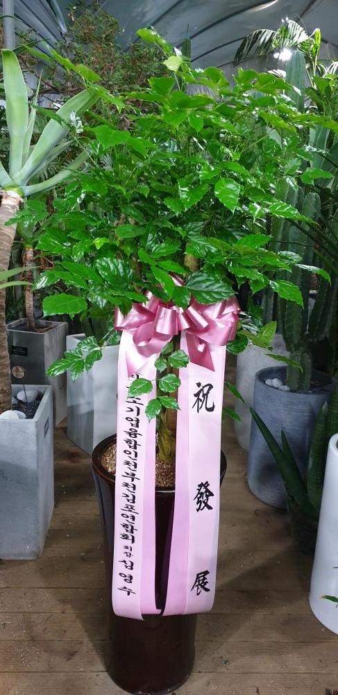 �����Ĺ�