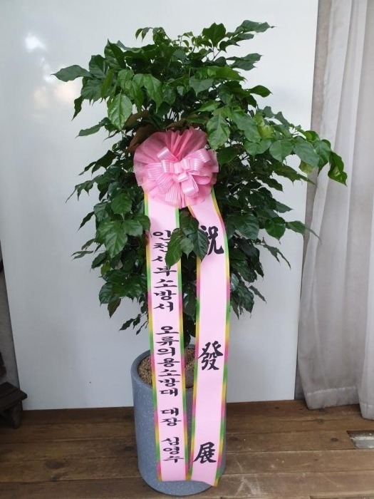 ���� �����Ĺ� 