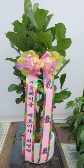 �����Ĺ�