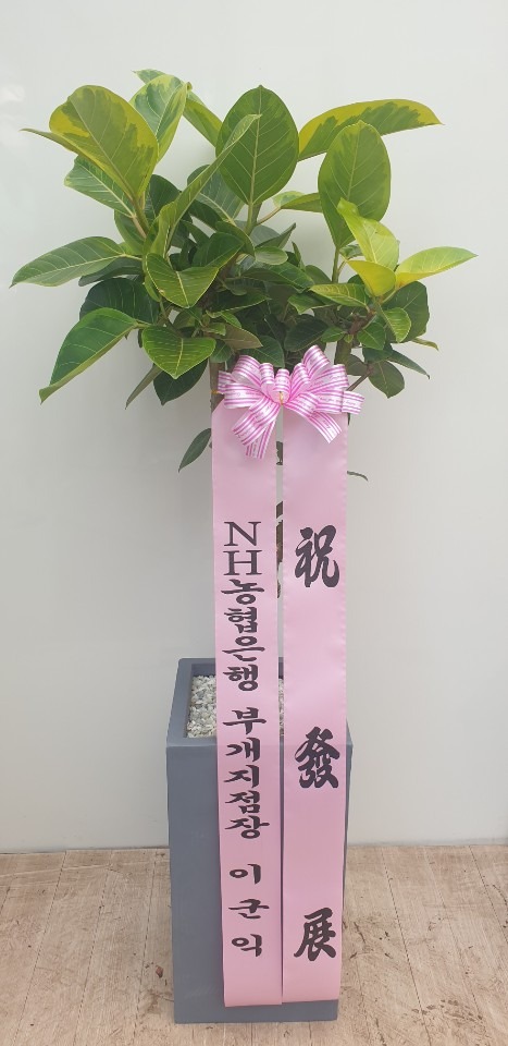 �����Ĺ�