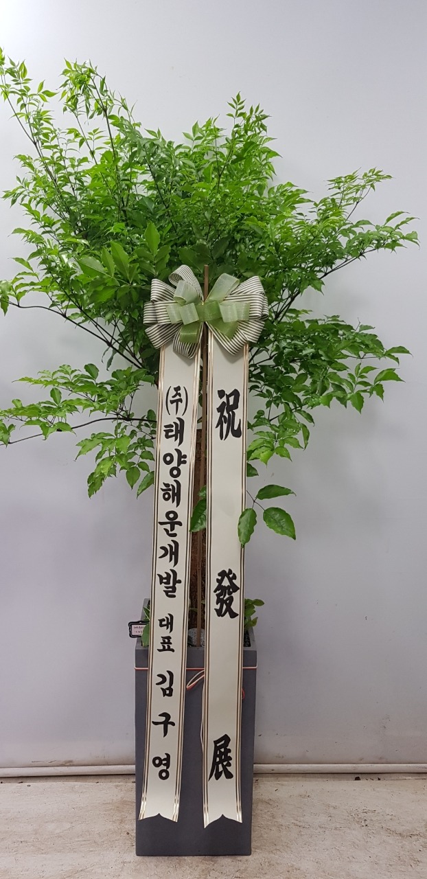 �����Ĺ�