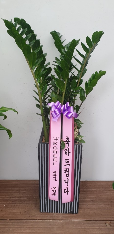 �����Ĺ�