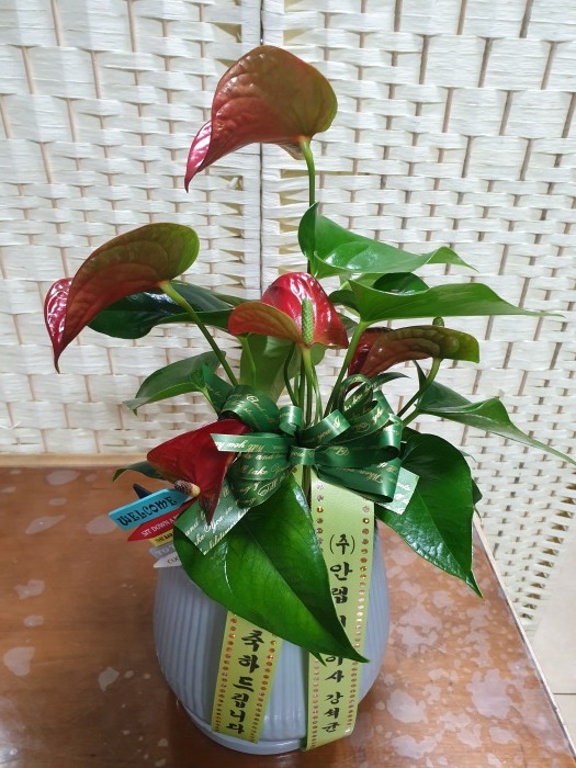 �����Ĺ�