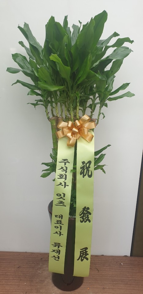 �����Ĺ�