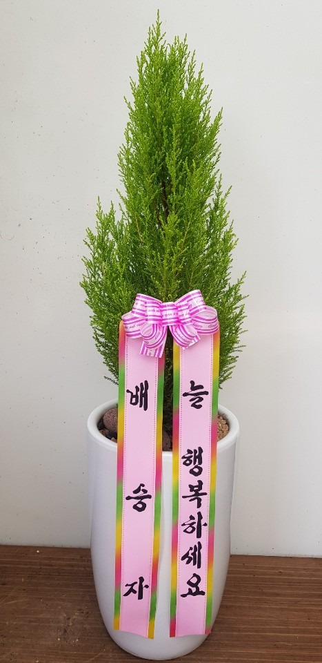 �����Ĺ�