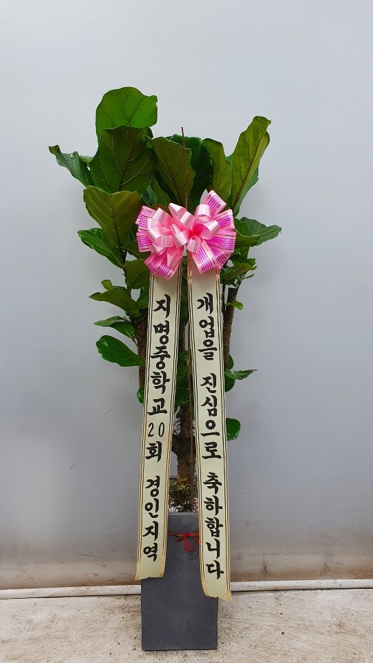 �����Ĺ� ��������