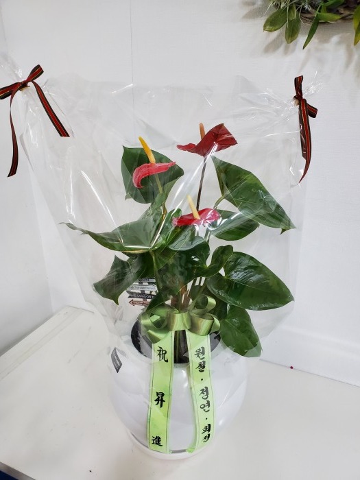 �Ƚ����� 