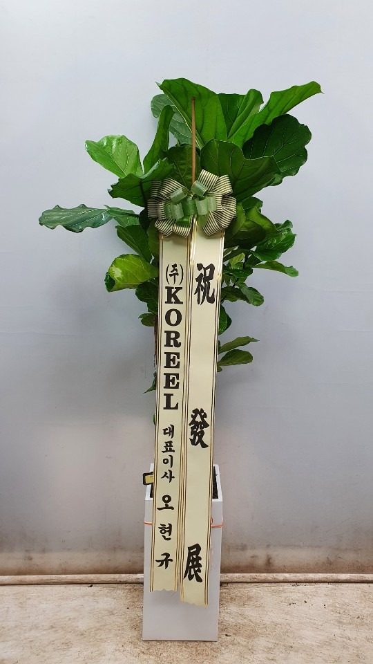 �����Ĺ� ��������