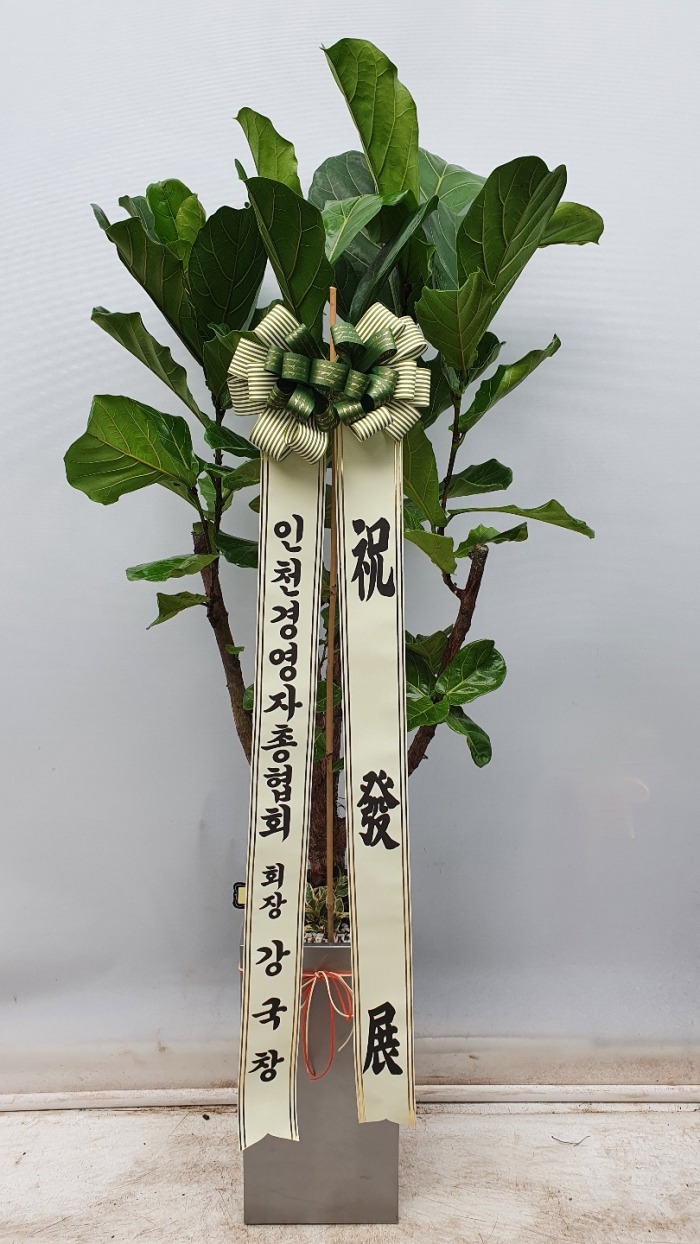 �����Ĺ�