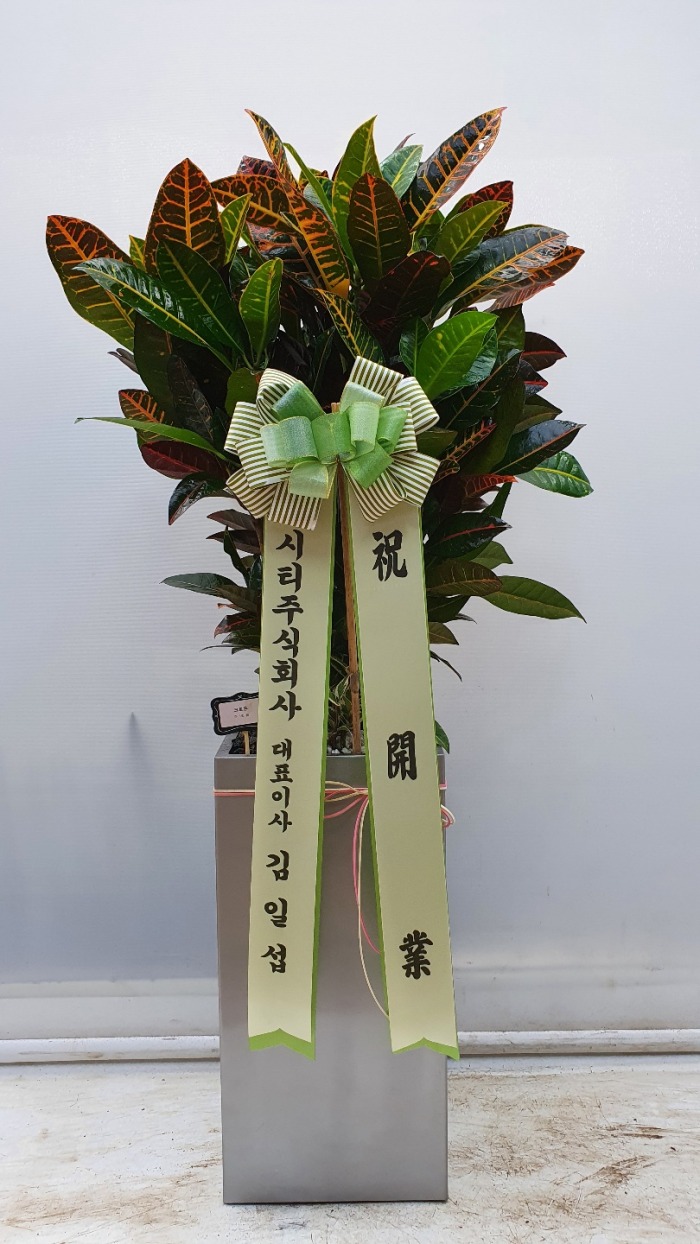 ���� �����Ĺ�