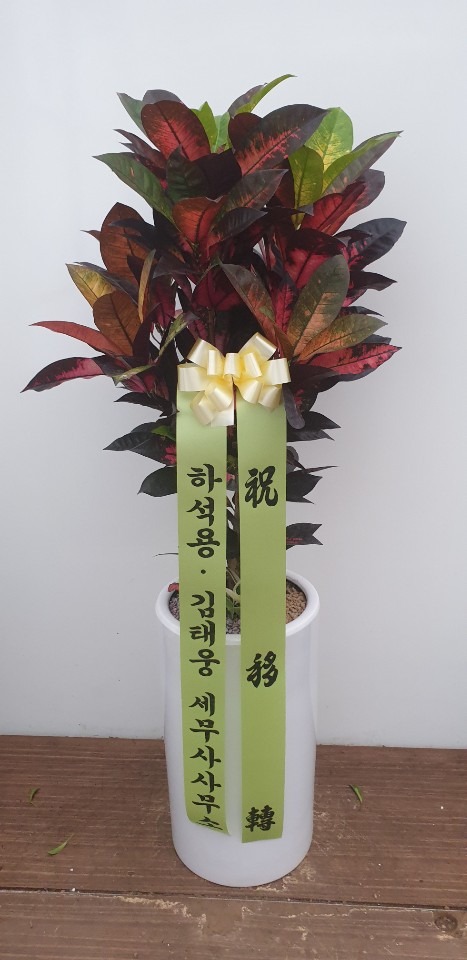 �����Ĺ�