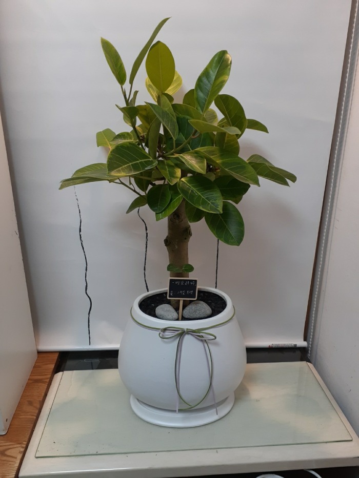 �����Ĺ�