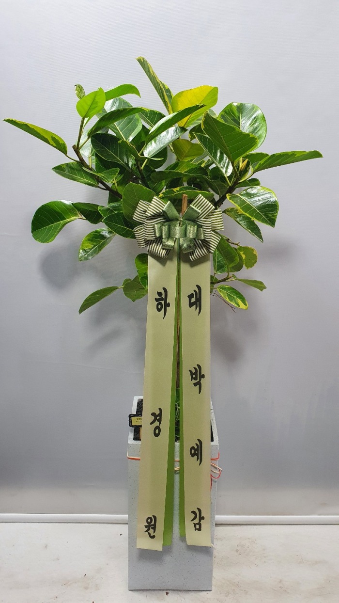 �����Ĺ�