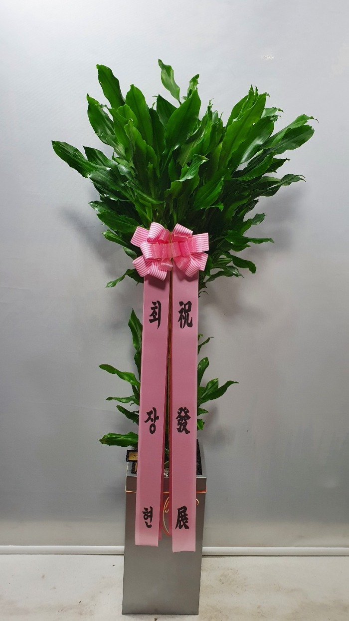 �����Ĺ� Ȳ����