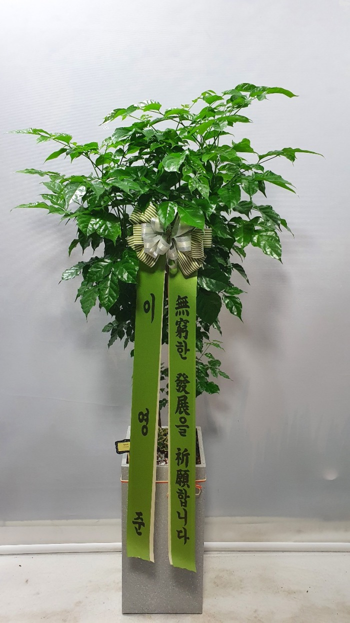 �����Ĺ� �캸��