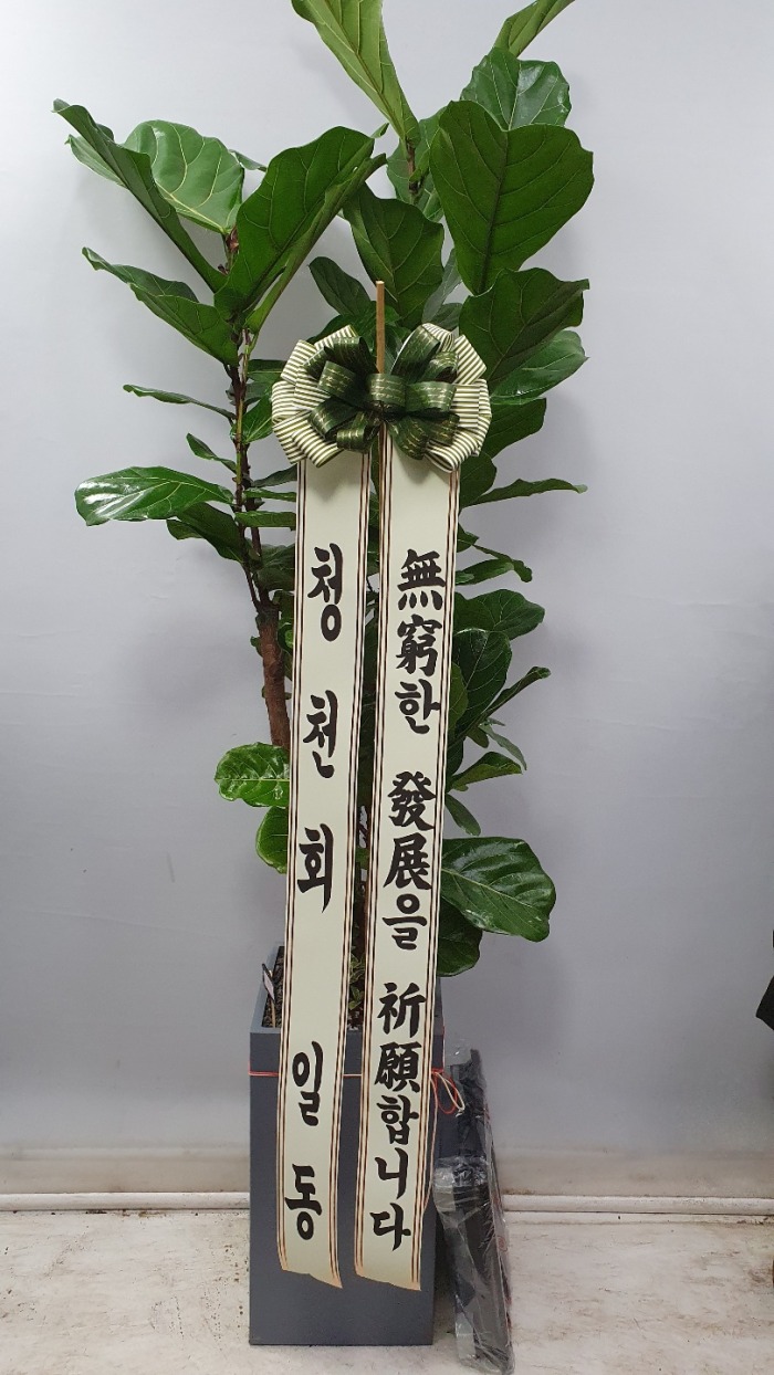 �����Ĺ�  ��������