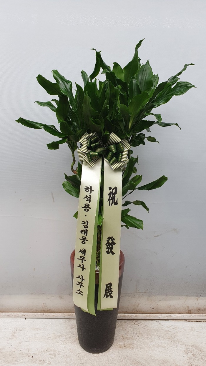 �����Ĺ�  