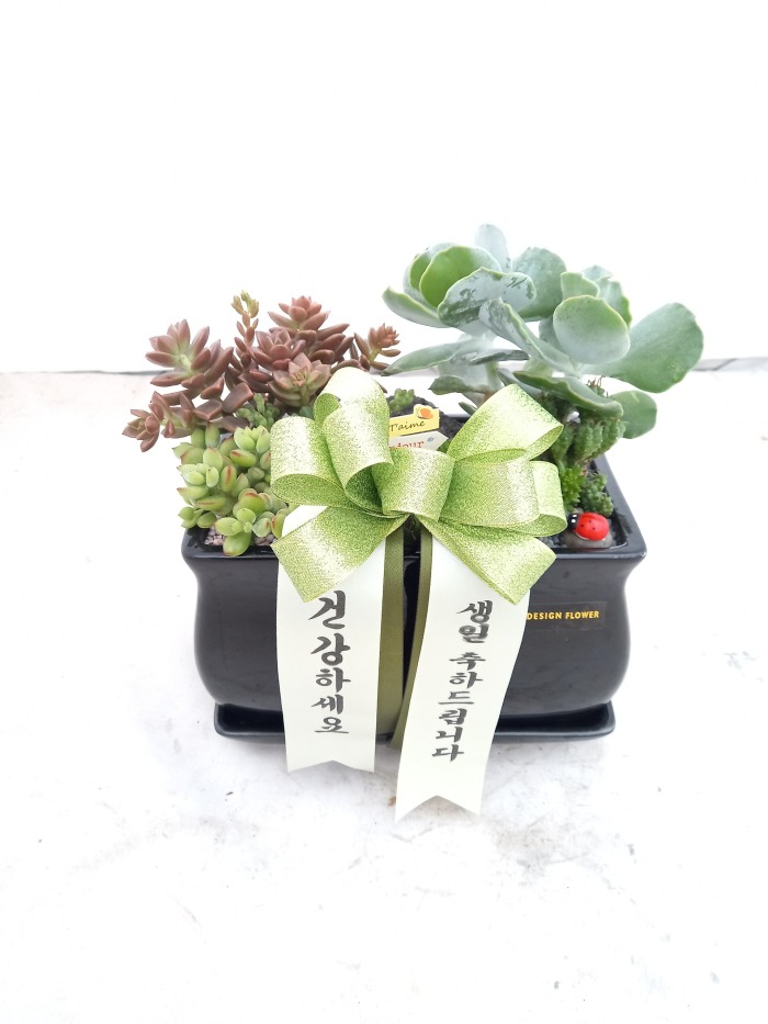 �����Ĺ�