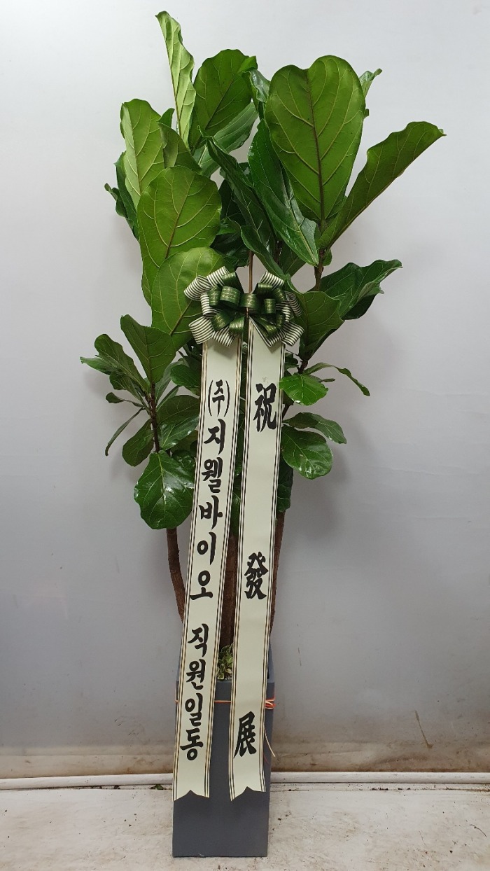 �����Ĺ�