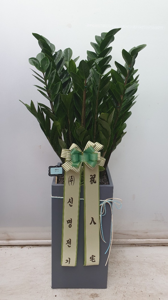 �����Ĺ�  ������