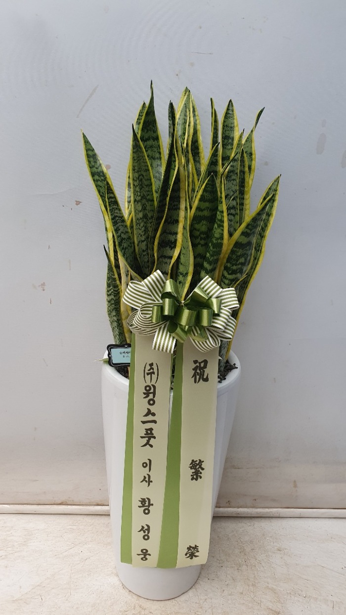 �꼼������ /�����Ĺ�