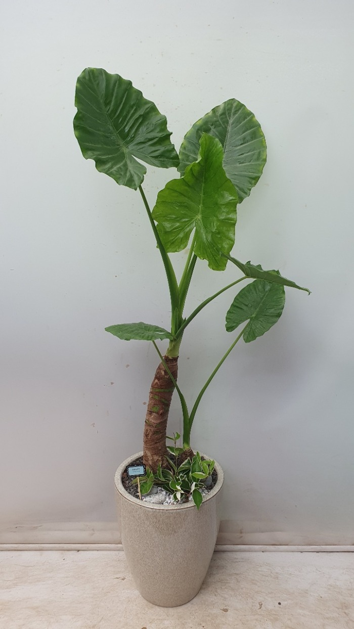 �˷�ī�þ�/ �����Ĺ� 