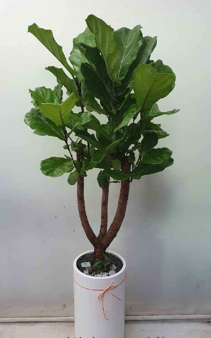 �����Ĺ�  ��������