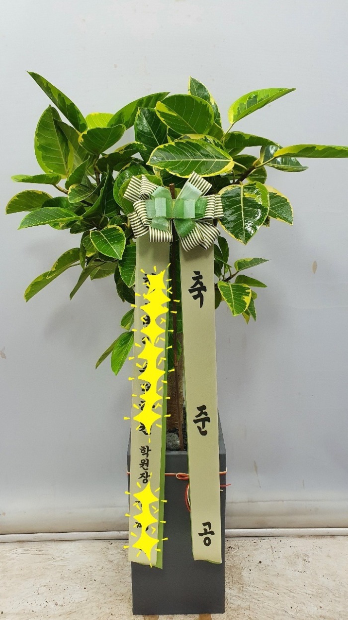 �����Ĺ�  ��������