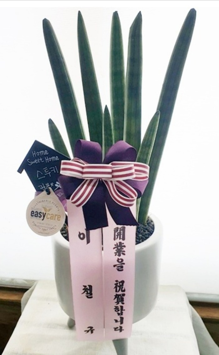 �����Ĺ�