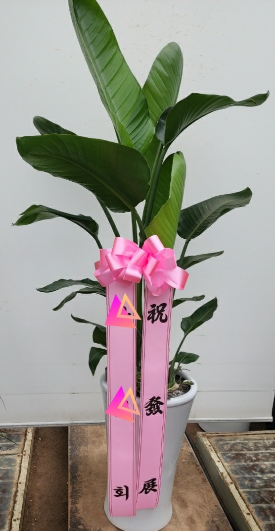 �ض��� ���� ���빮��