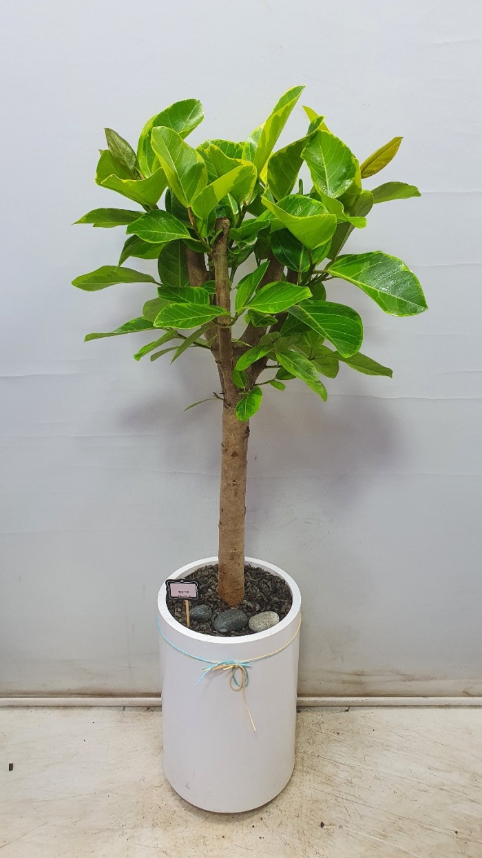 �𰥰�������