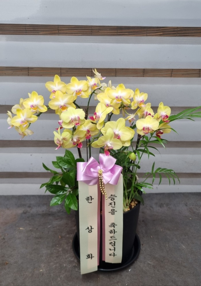 ��� ȣ����